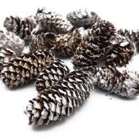 A pile of elongated brown pinecones with white frosted tips scattered on a white surface.